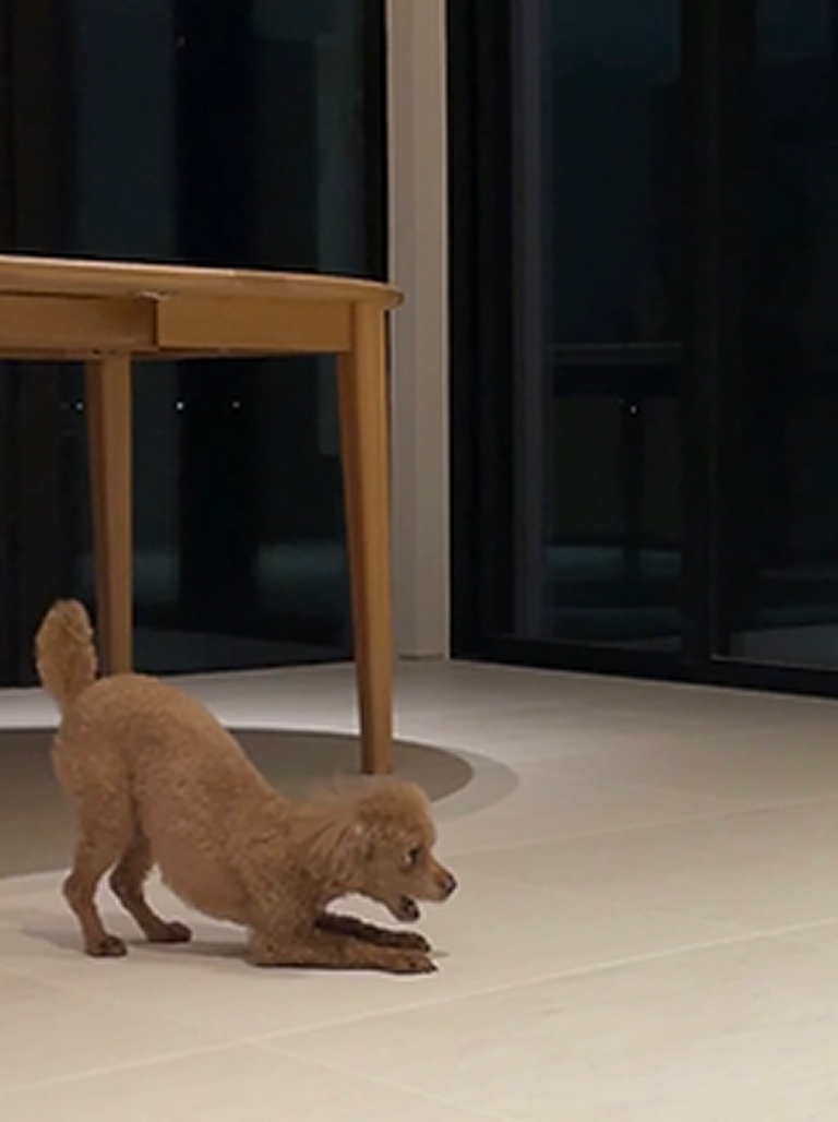 小型犬の歩きやすさに配慮「ベリティスフロアーS 滑り配慮仕様」滑りにくい防滑仕上げで、運動量の多い小型犬の転倒や足腰への負担を和らげる床材です。汚れに強い塗装を施しているので、吐き戻しや粗相もサッと拭き取るだけでキレイに！