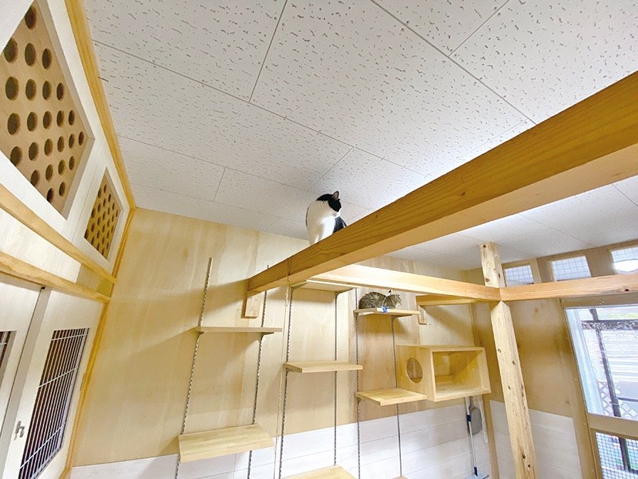 愛猫家住宅