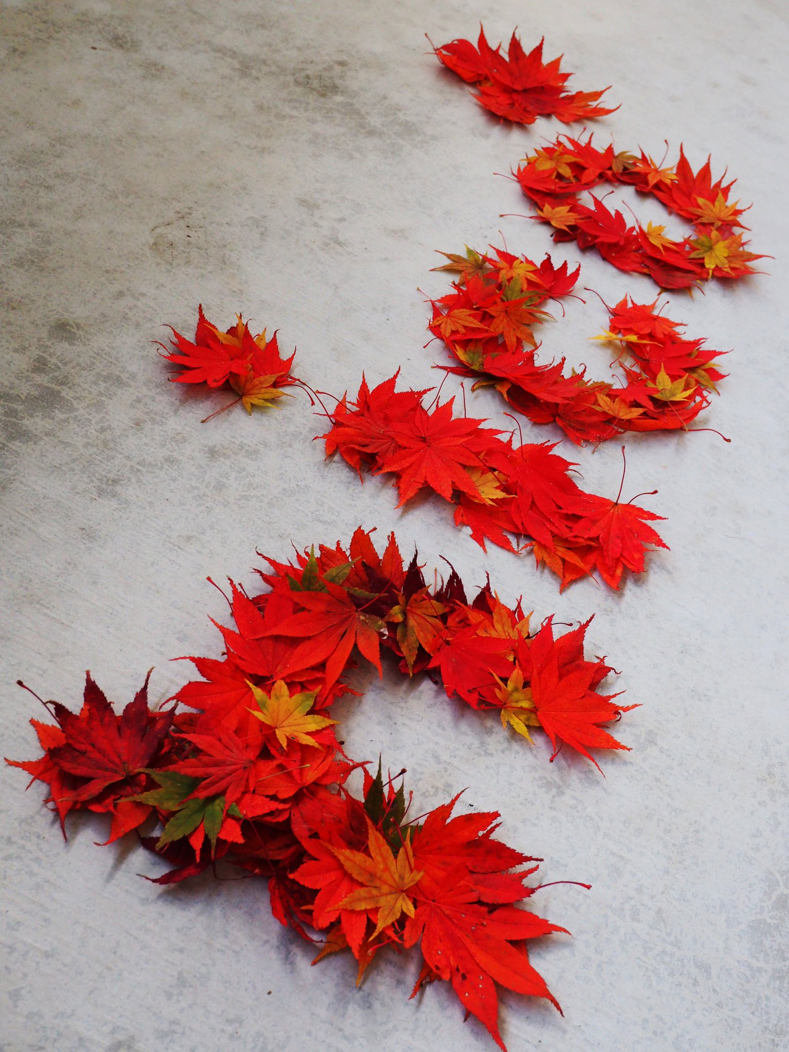 紅葉 Part2