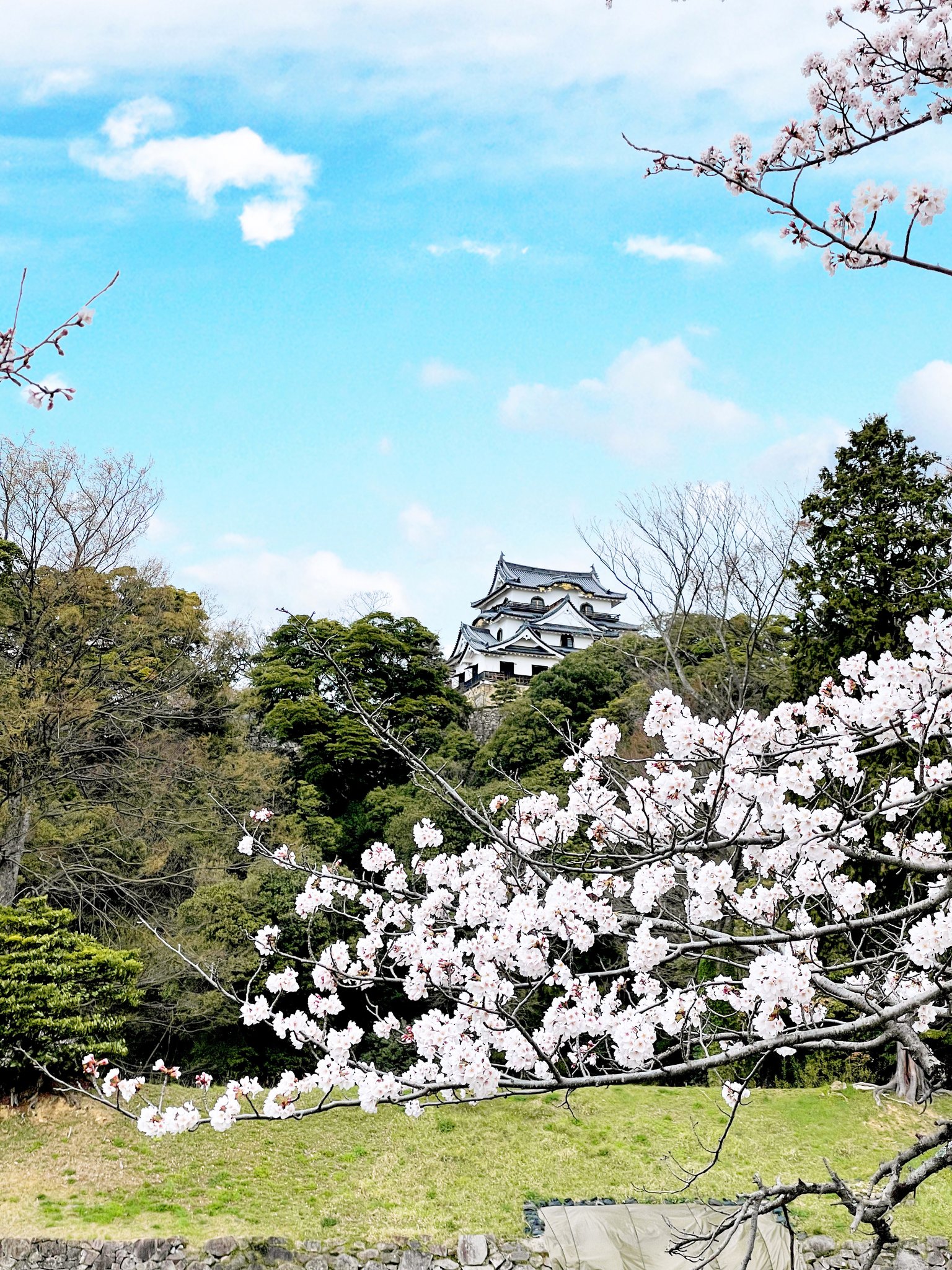 彦根城の桜