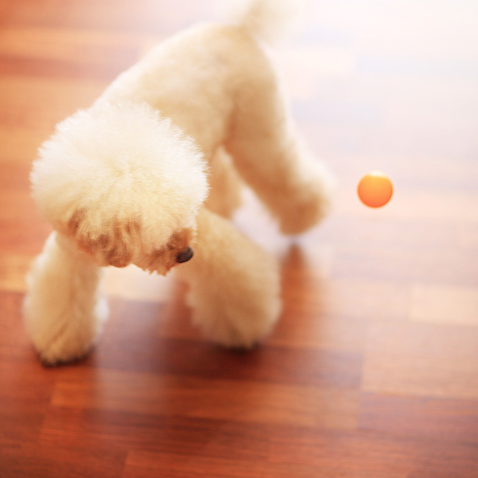 愛犬と快適に暮らす「愛犬家住宅」