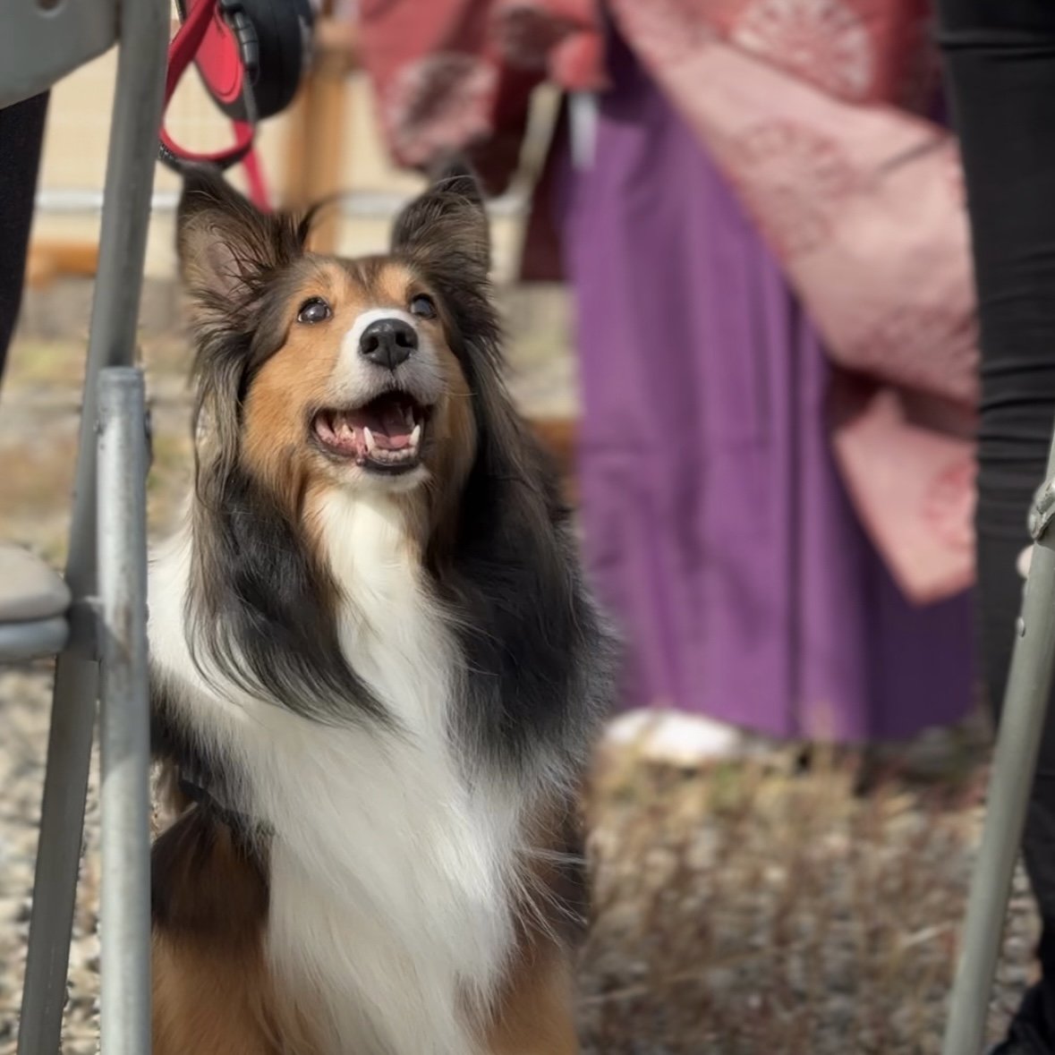 愛犬家住宅地鎮祭