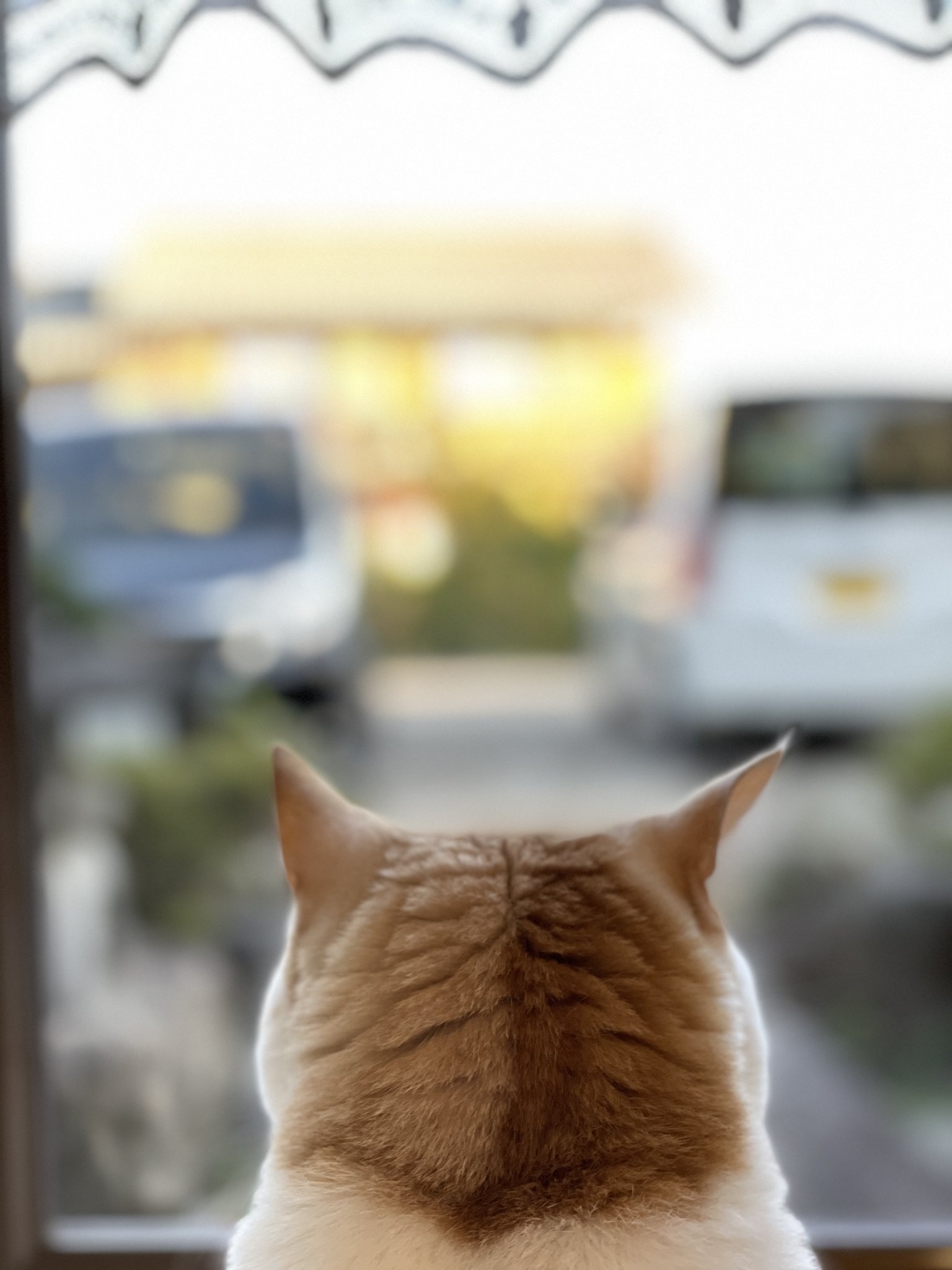 CAT LOVER-HOUSE