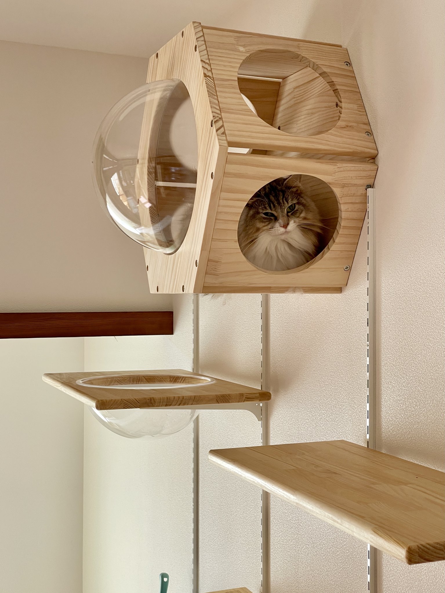 壁面のキャットウォークはオリジナル模様替えできるように高さを変えたりできるようになっています