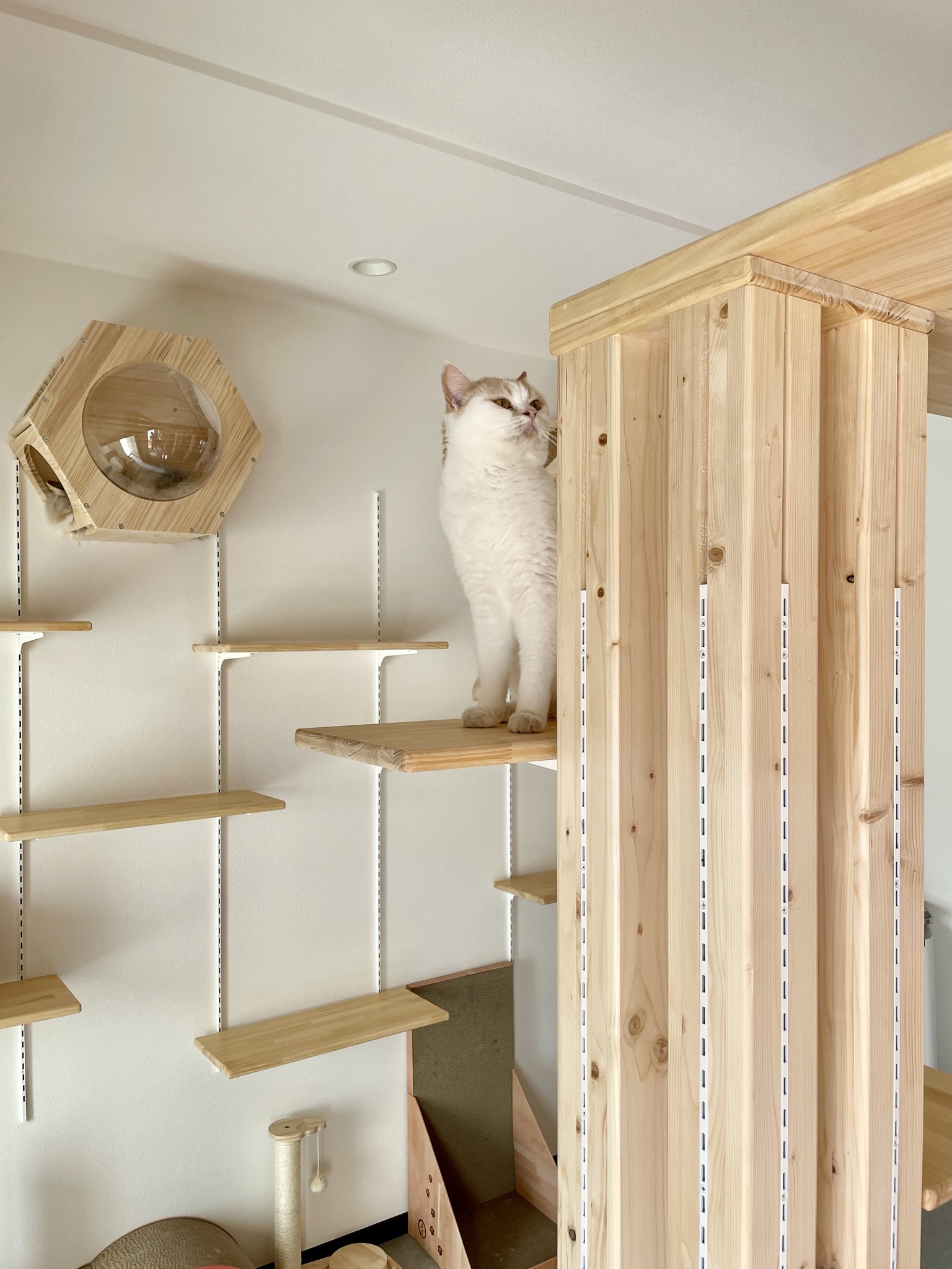 CAT LOVER-HOUSE