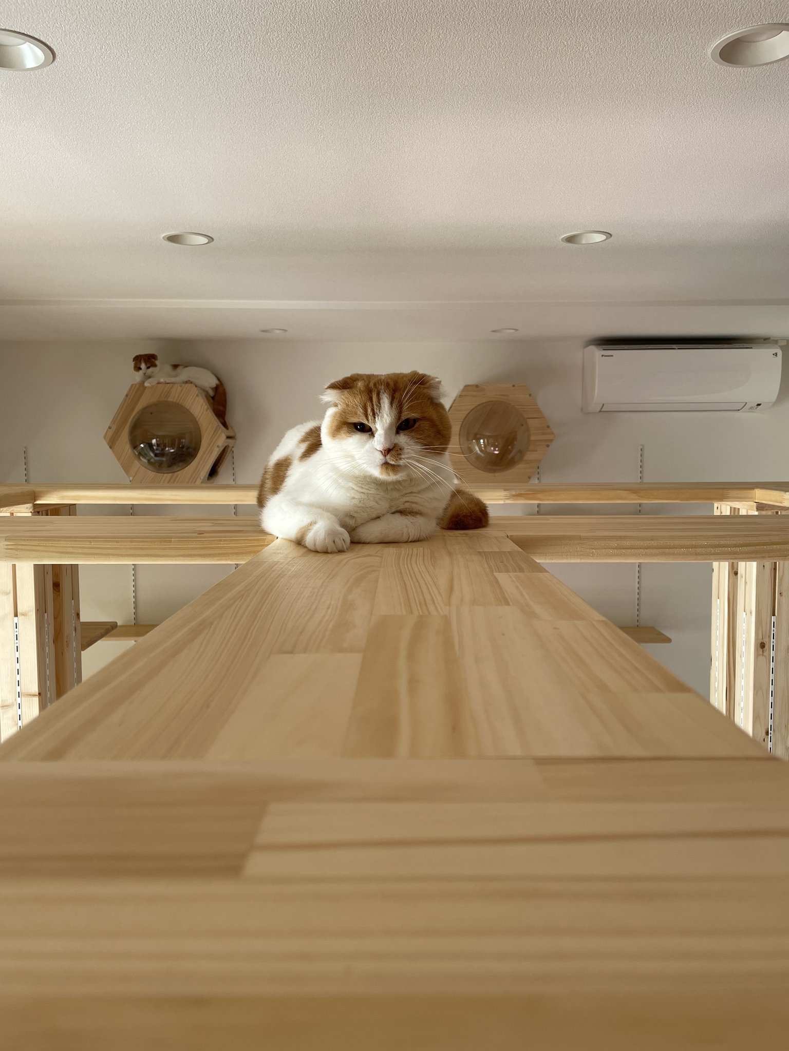 お部屋中央にもオリジナルのキャットタワーを設置飛び降りたりしても大丈夫な強度を確保しています滋賀県長浜市の猫カフェsmallcatforestさん子猫ブリーダー 子猫直販されていて猫種はスコッティシュとラグドールのブリーディング日本家屋をフルリノベーションをさせていただきました猫ちゃんの床の滑りや粗相にも対応した床材を使っていますオリジナルのキャットタワーは上部でつないで猫ちゃんが行き来できたり休憩できるように設計しました
