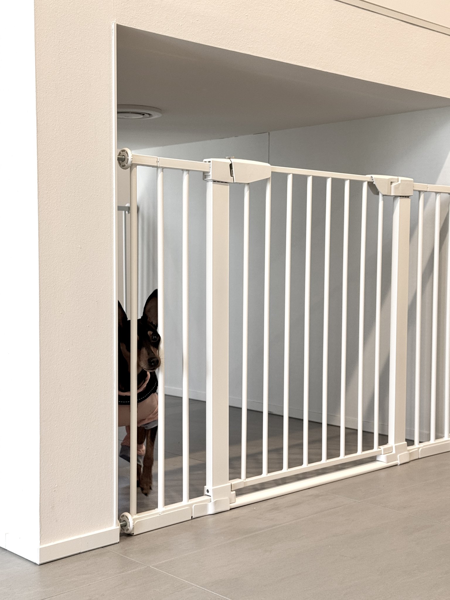 DOG LOVER-HOUSE2