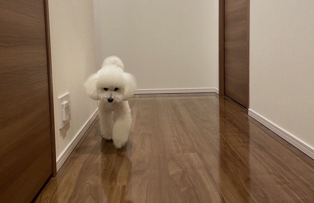 愛犬家住宅