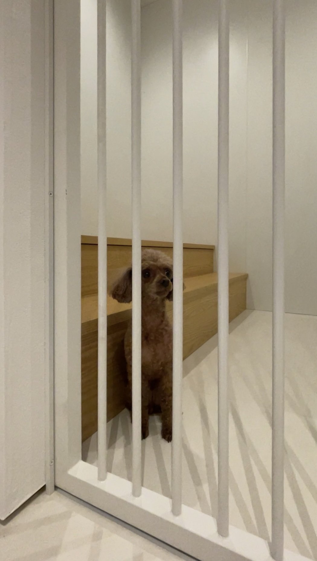 DOG LOVER-HOUSE