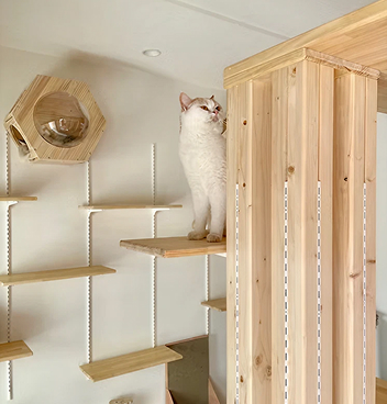 猫と、暮らす家