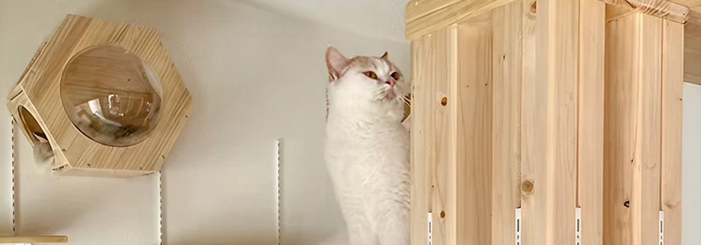 猫と、暮らす家