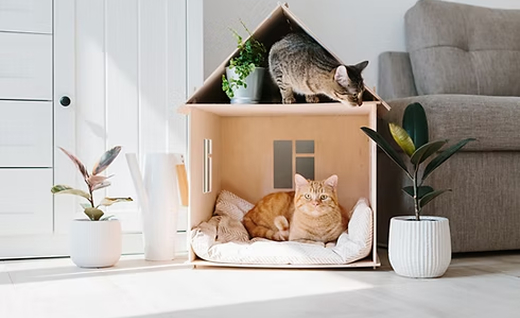 猫と、暮らす家